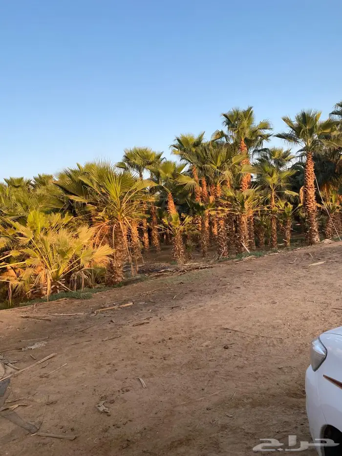 نخيل واشنطونياء 13