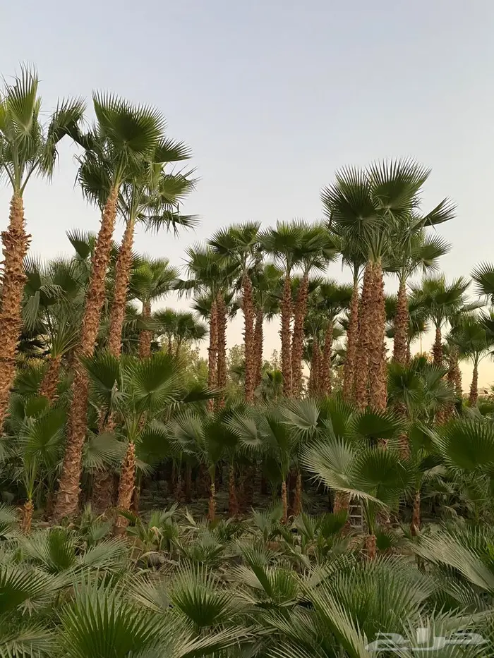 نخيل واشنطونياء 12