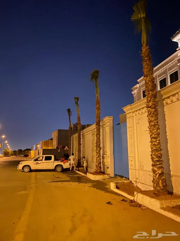 نخيل واشنطونياء 11