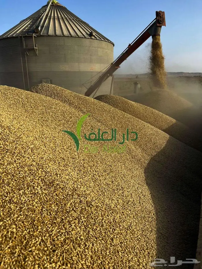 نخالة مع شعير مع ذرة في كيس واحد سعر واحد 2