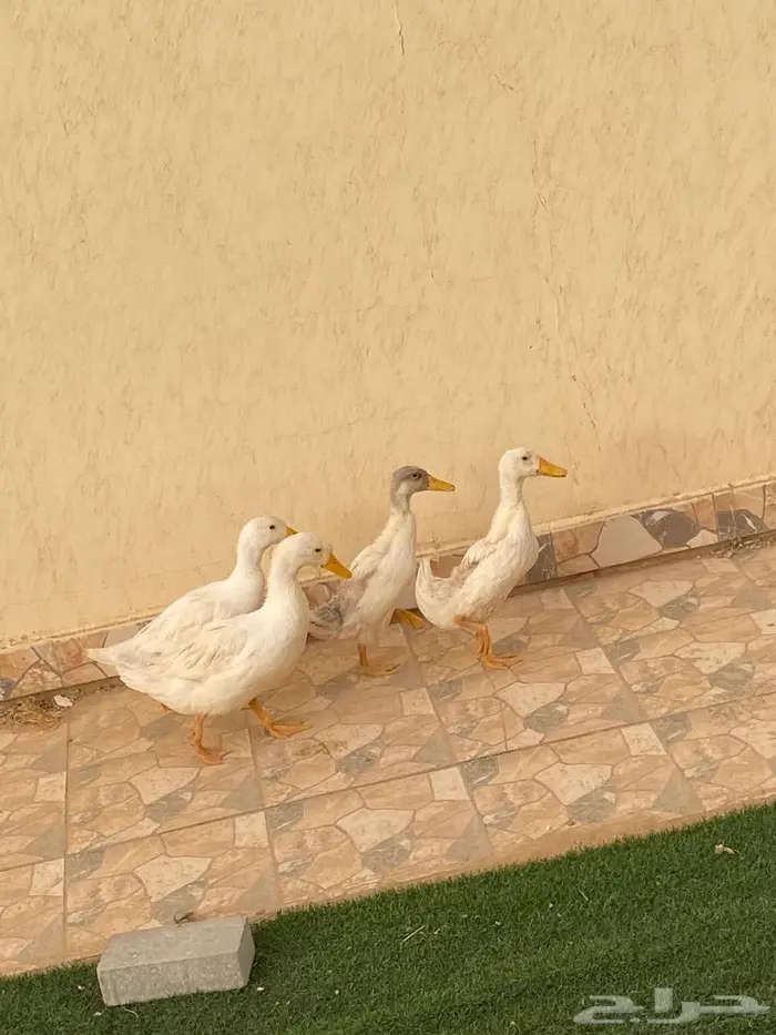 سلام عليكم بعرض لكم بط بكيني على سوم 4