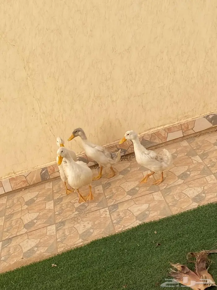 سلام عليكم بعرض لكم بط بكيني على سوم 5