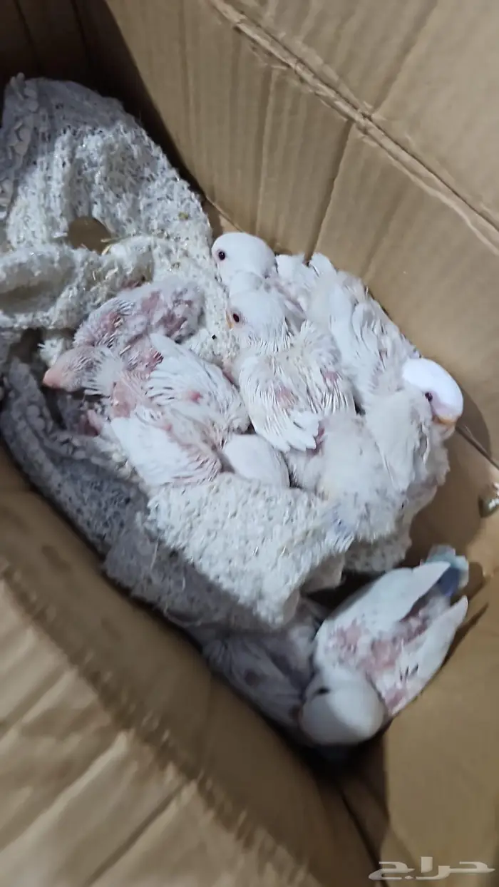 فروخ روز البينو 1