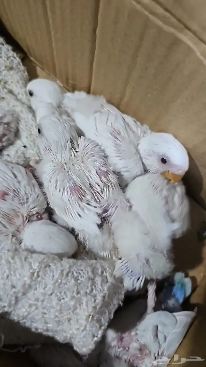 فروخ روز البينو 0