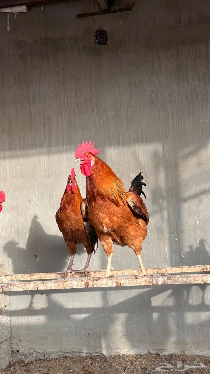 عرض الحبة ب 50 ديوك فرنسي احجام سوبر جامبو 1