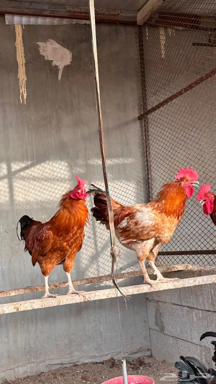 عرض الحبة ب 50 ديوك فرنسي احجام سوبر جامبو 2