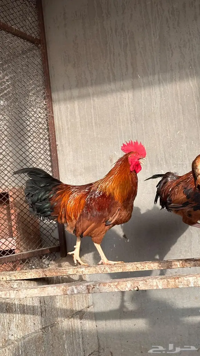 عرض الحبة ب 50 ديوك فرنسي احجام سوبر جامبو 0