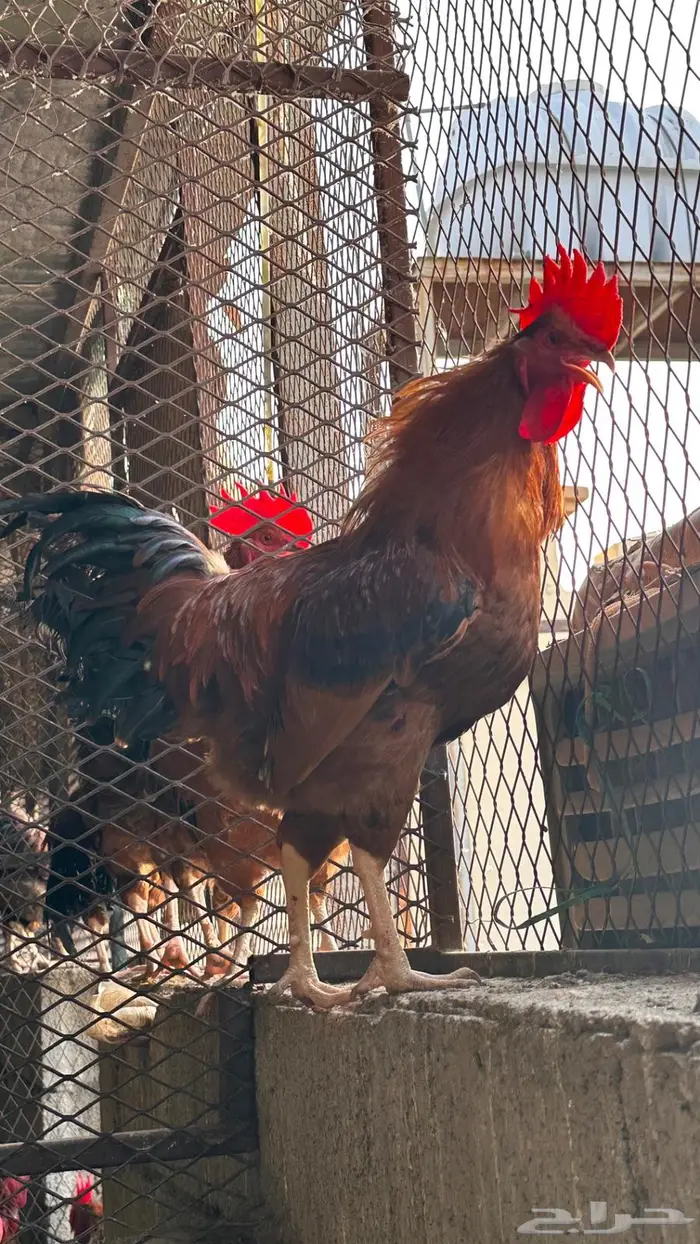 عرض الحبة ب 50 ديوك فرنسي احجام سوبر جامبو 3