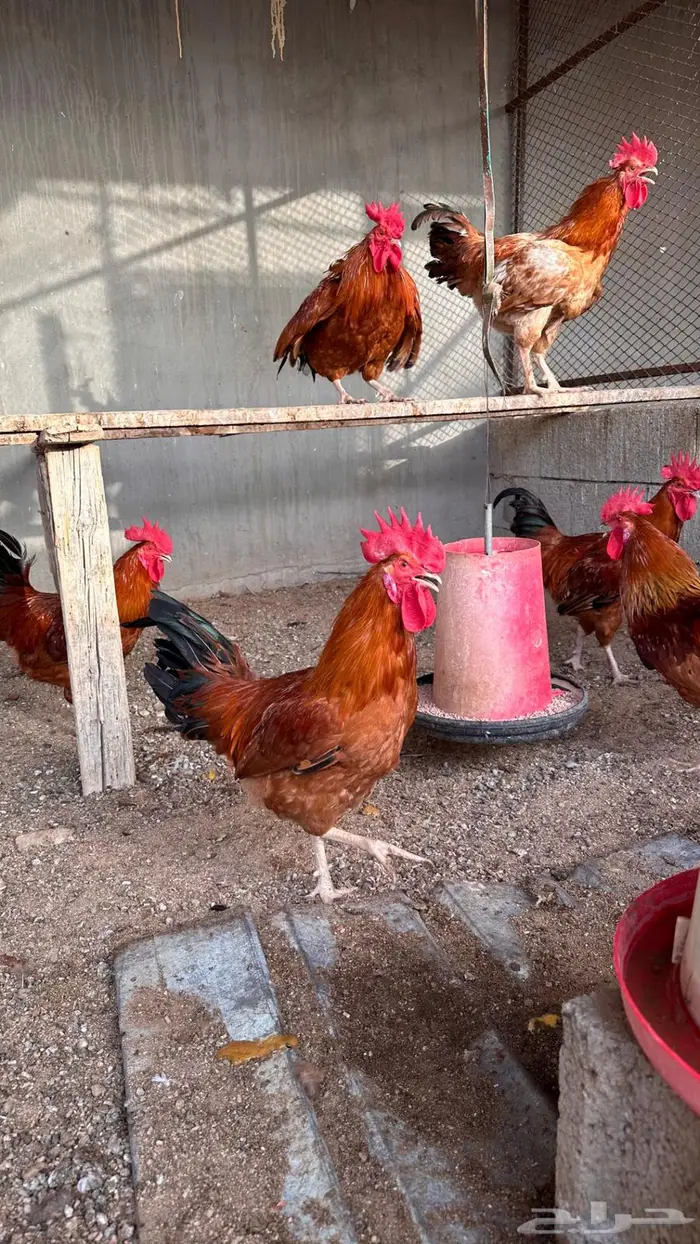 عرض الحبة ب 50 ديوك فرنسي احجام سوبر جامبو 4