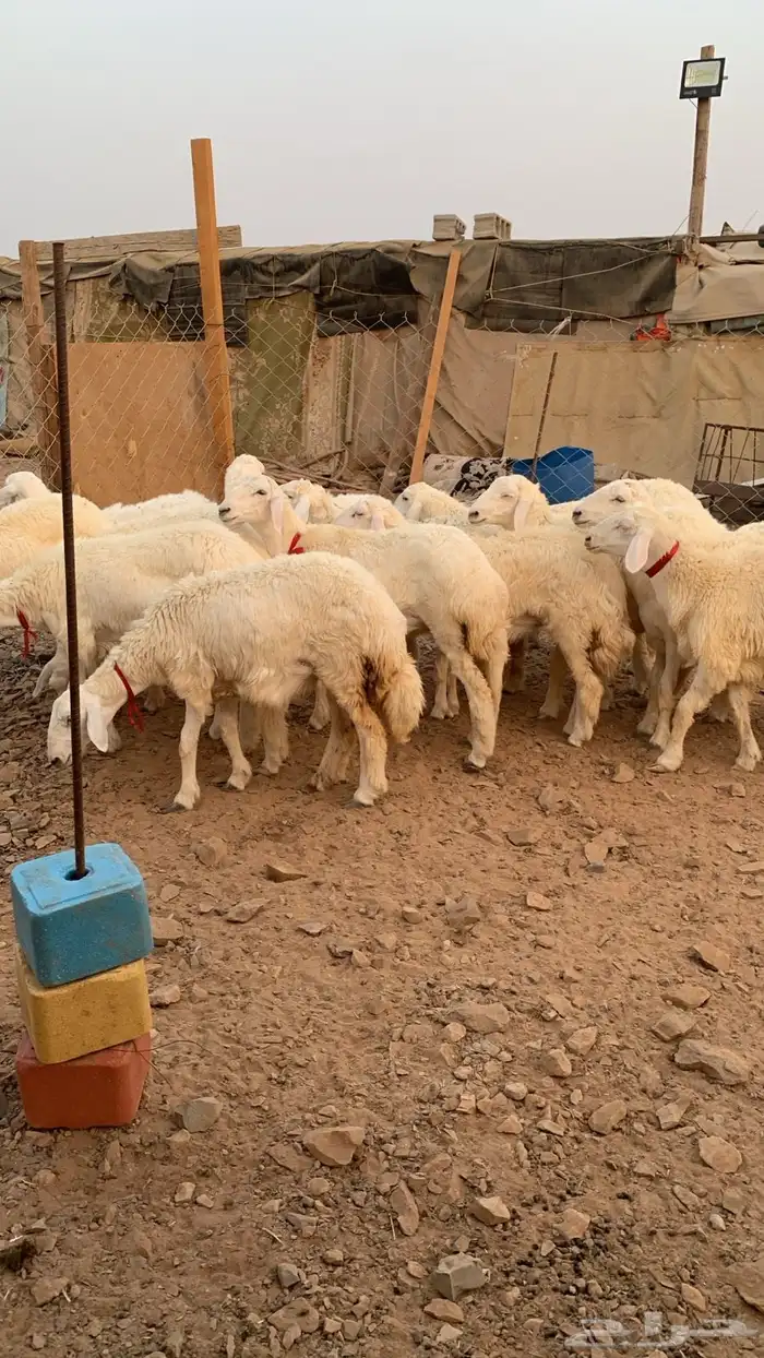 تم البيع 1