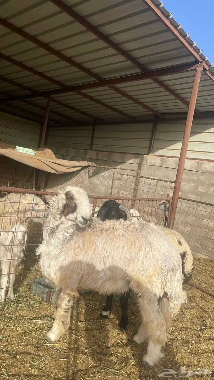 ضحايا طيبه خرفان ((تم البيع )) 9