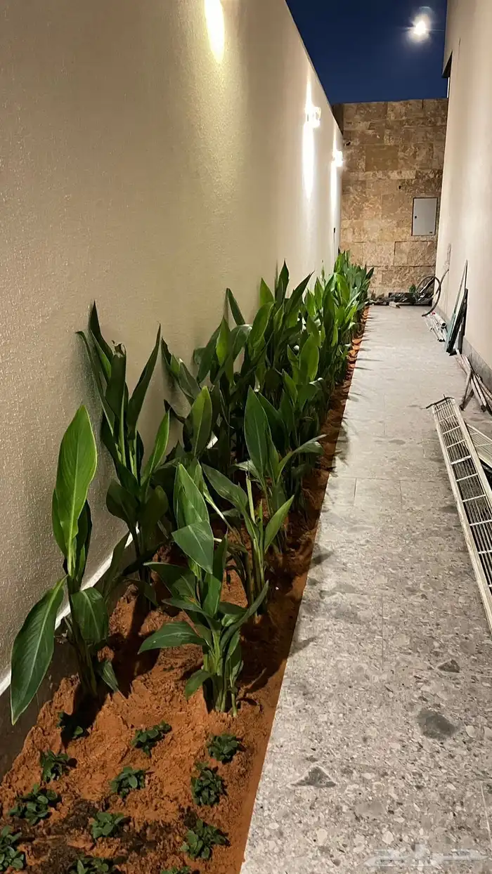 أشجار زينة تنسيق حدائق تشجير ممرات نباتات الزينة 8