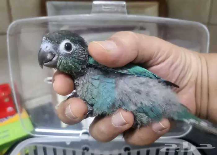 فرخ كنيور بلو شيك 0