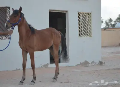 مهره شعبية تم البيع 3