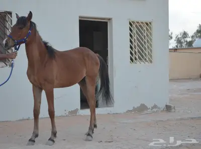 مهره شعبية تم البيع 1