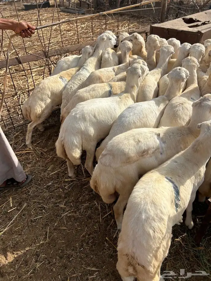 اضاحي طيبة 1300 1