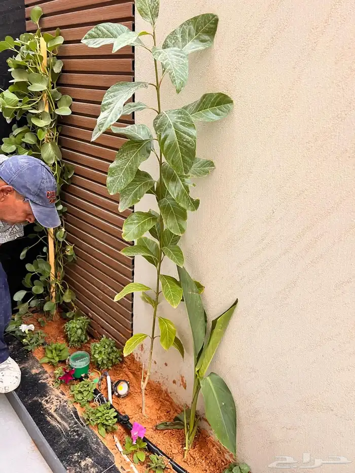 أشجار زينة تنسيق حدائق تشجير ممرات نباتات الزينة 2