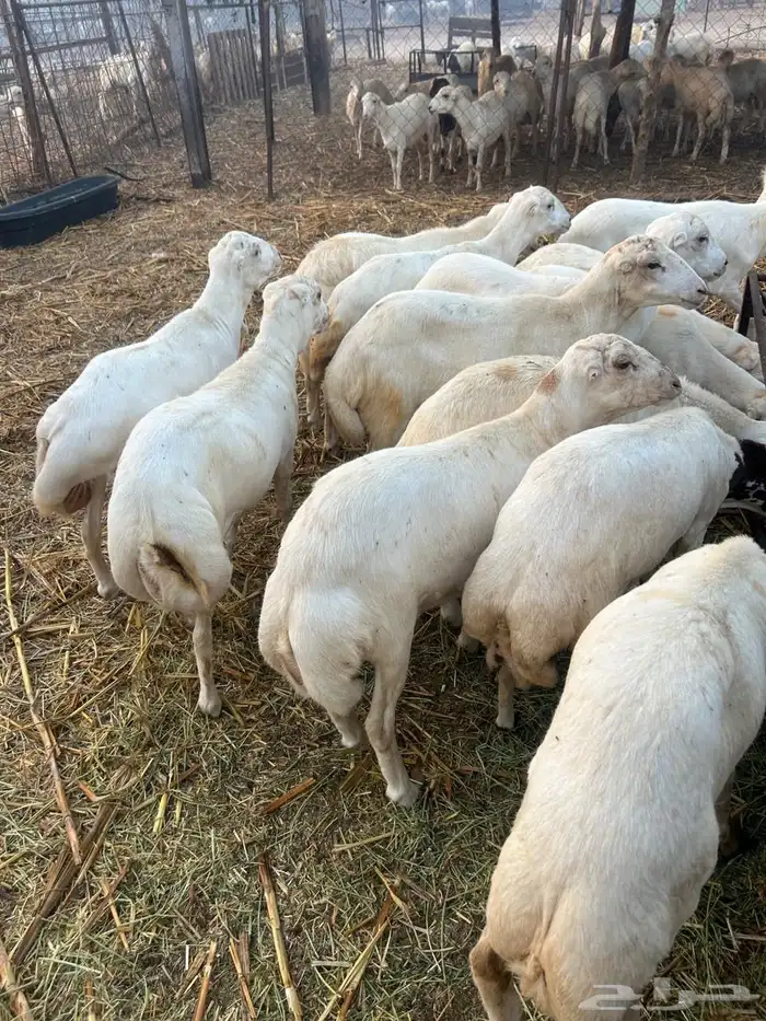 اضاحي طيبة 1300 4