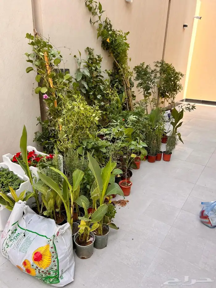 أشجار زينة تنسيق حدائق تشجير ممرات نباتات الزينة 9