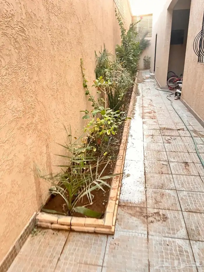 أشجار زينة تنسيق حدائق تشجير ممرات نباتات الزينة 5