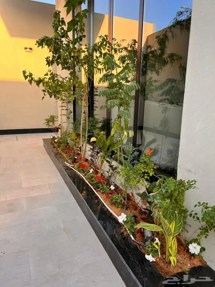 أشجار زينة تنسيق حدائق تشجير ممرات نباتات الزينة 4