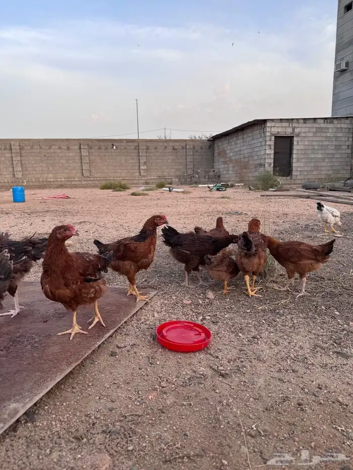 دجاج فرنسي احمر بيور 3