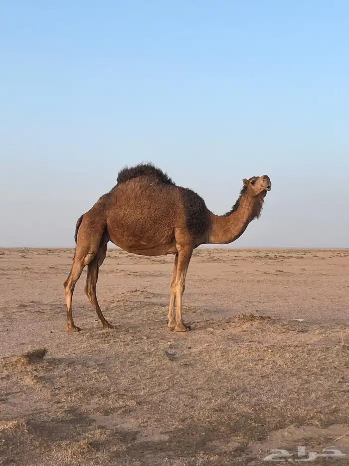 ناقة 1