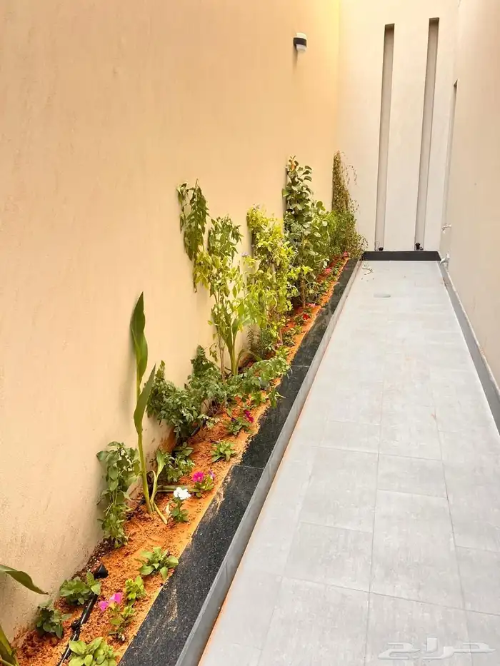 أشجار زينة تنسيق حدائق تشجير ممرات نباتات الزينة 3