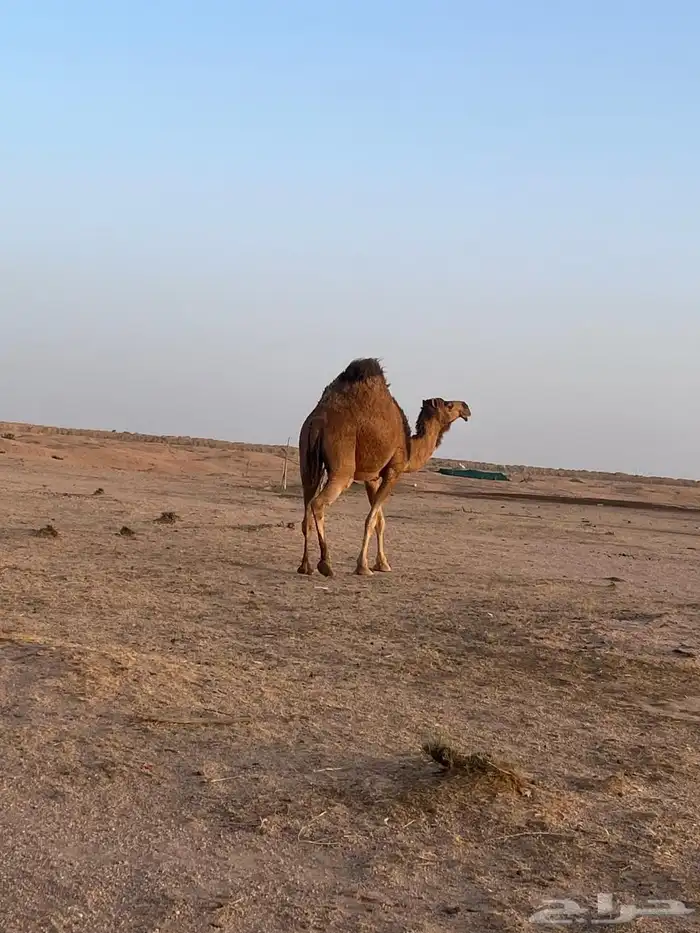 ناقة 0