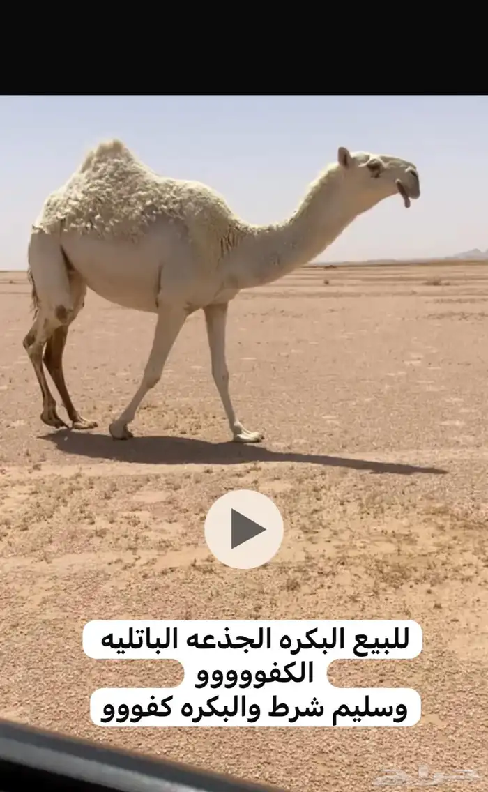 للبيع الخلفه والبكار والشعلا مزاين 3