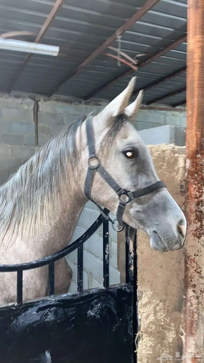 اسطبل خيل الايجار. اليومي ويوجد ايواء 0