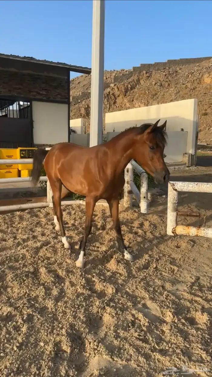 مهره فاخررره 6