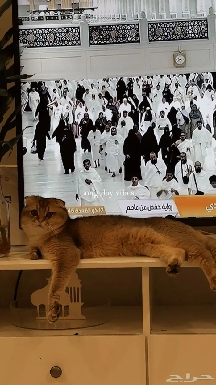 قط ذكر سكوتش فولد طالب تزاوج 1