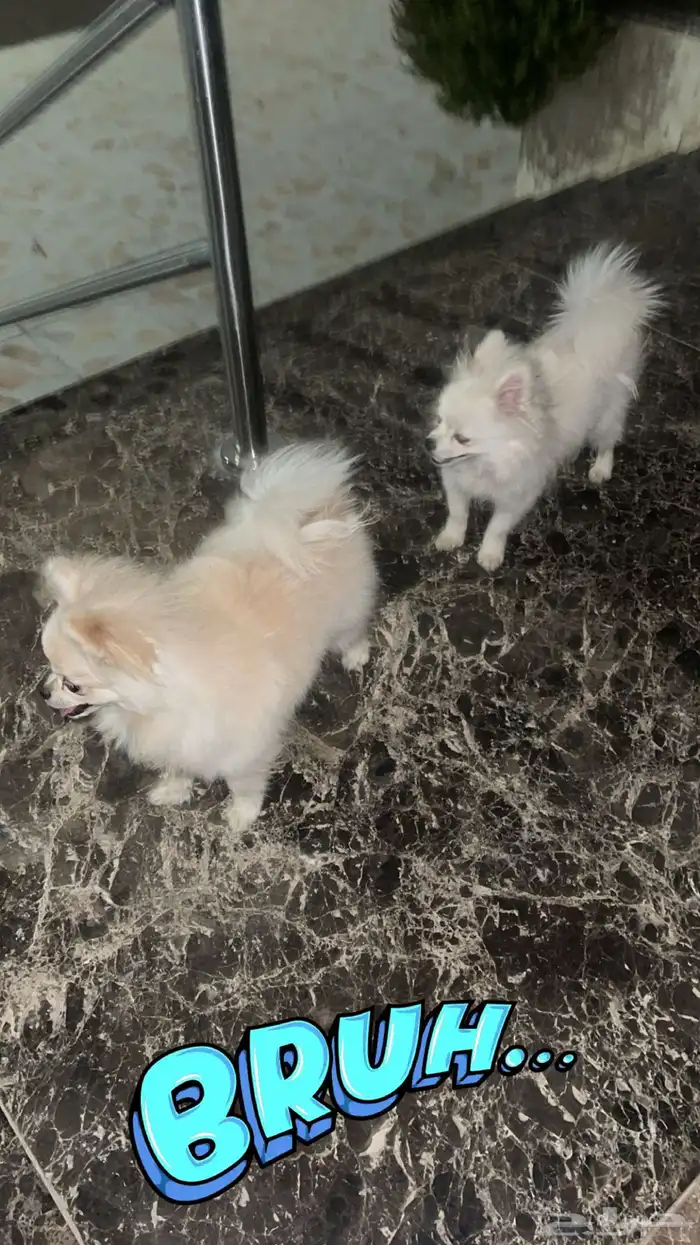 كلاب كلب بومرينيان كلاب صغيره 1