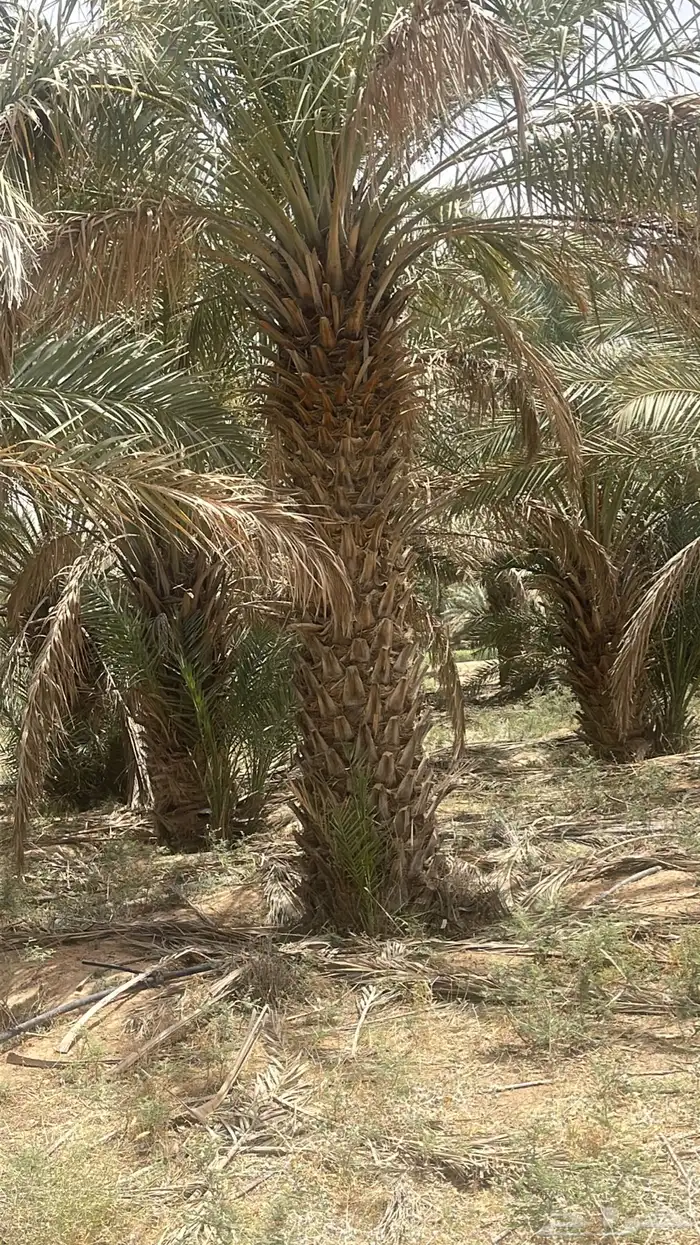 نقابل نخل للبيع 6