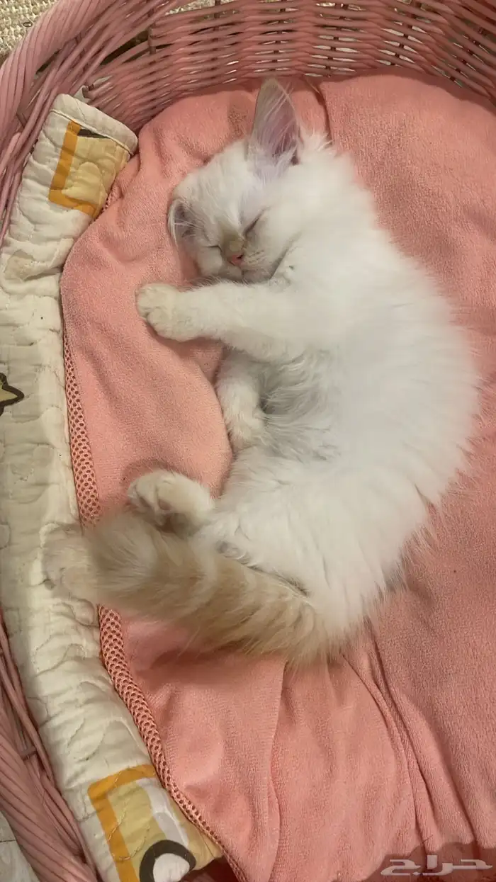 قطط شيرازي للبيع 0