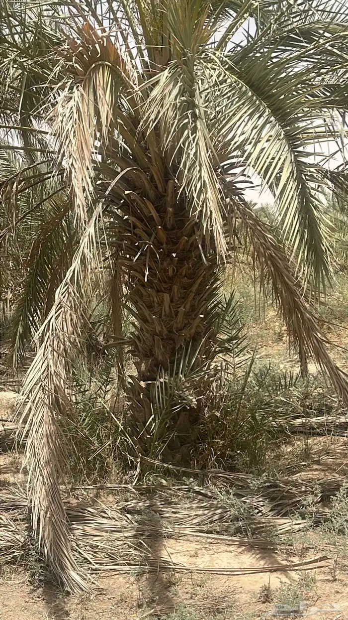 نقابل نخل للبيع 0