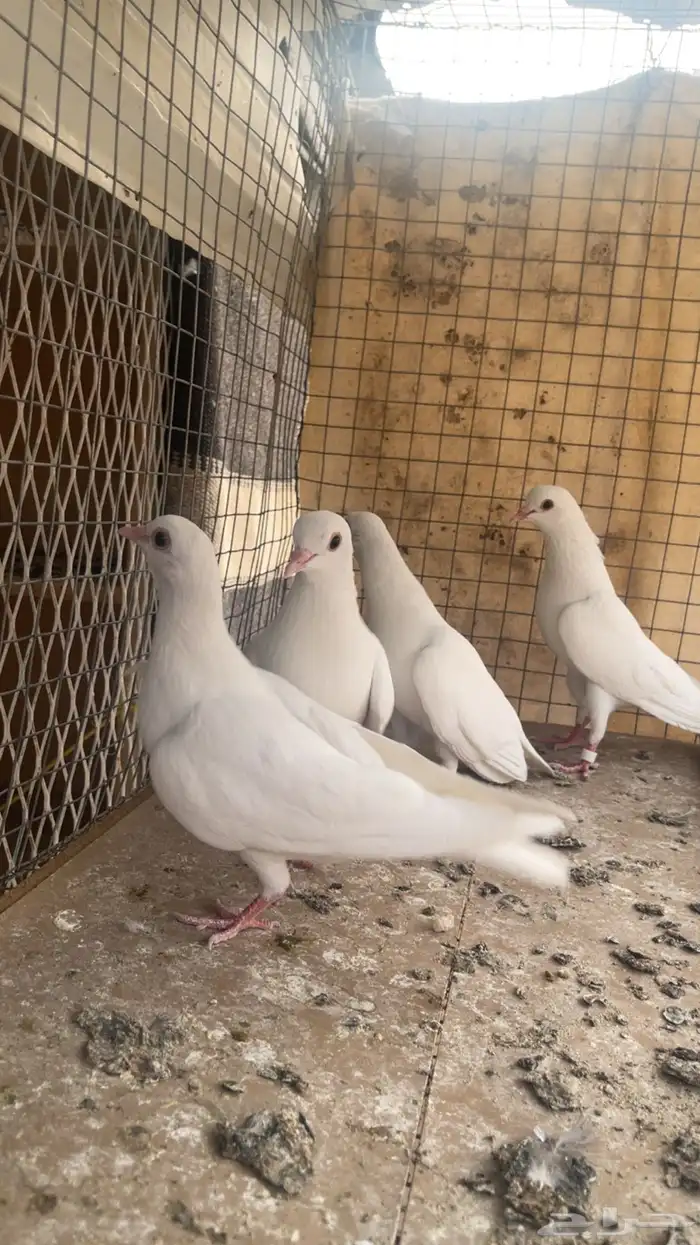 جوز صنعاني 2