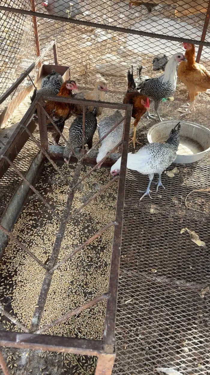 للبيع دجاج بلدي 3