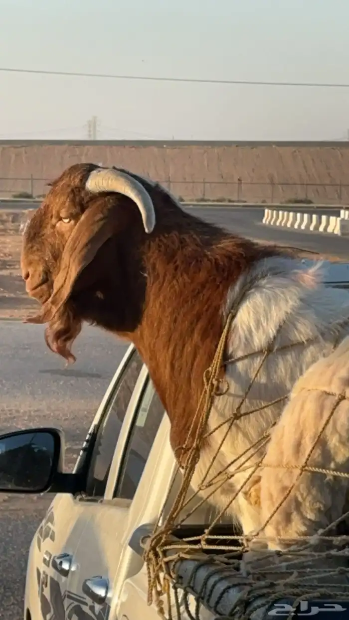 تيس بورقوت جنوب افريقي اصل من الام والاب بورقوتثني راس فاخر 0