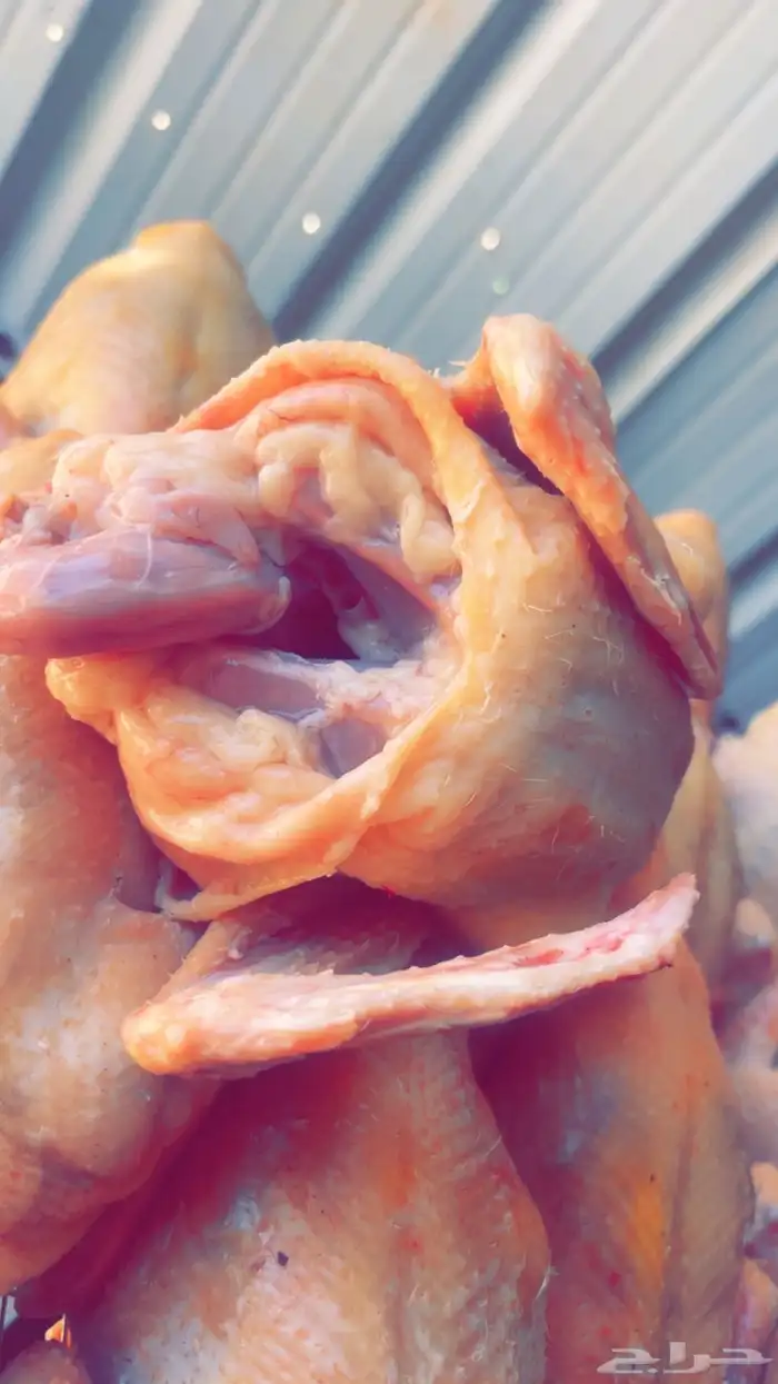 حمام فرنسي سوبر جامبوو 22