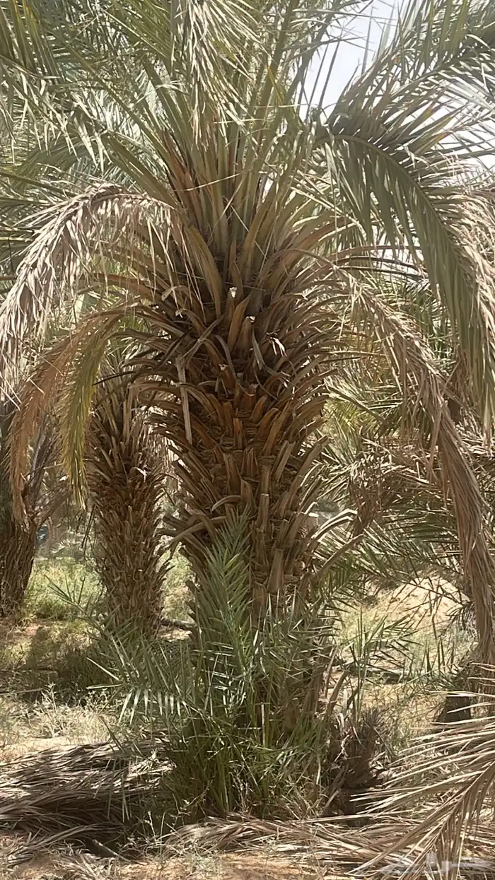 نقابل نخل للبيع 1