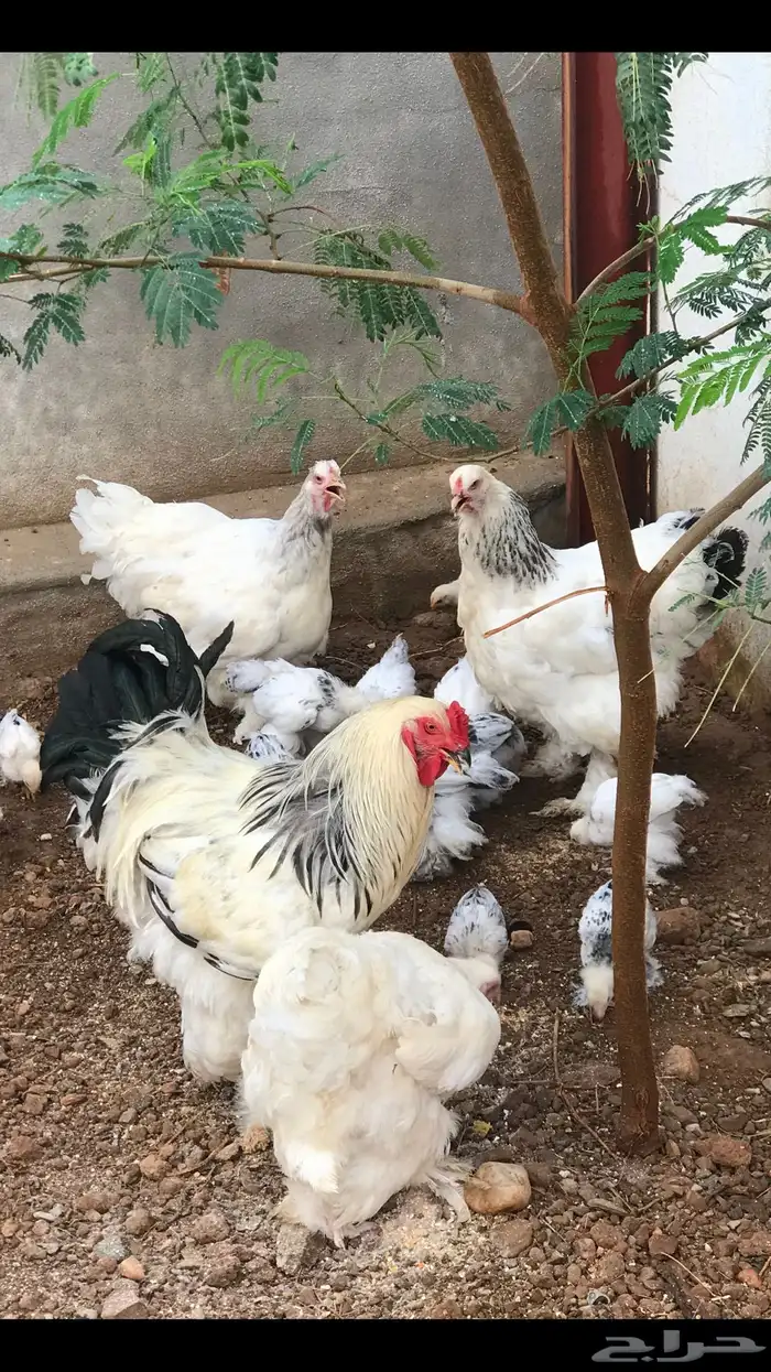 صيصان ابراهما للبيع 2