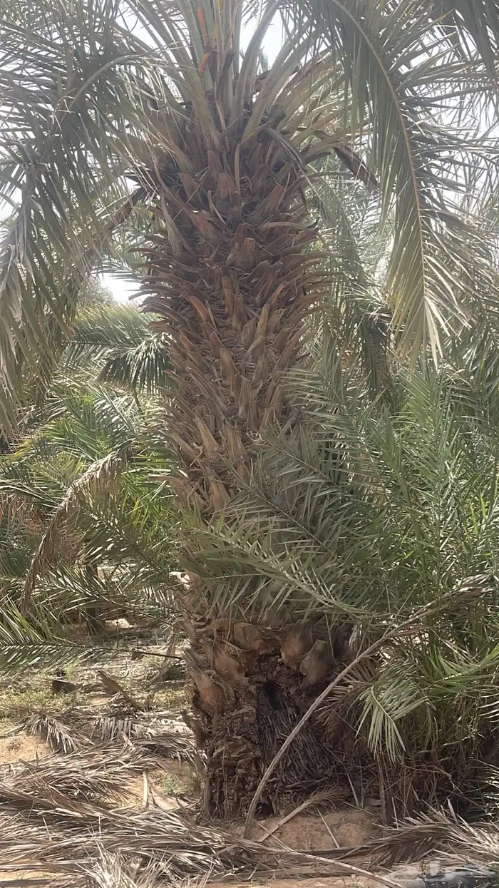 نقابل نخل للبيع 8