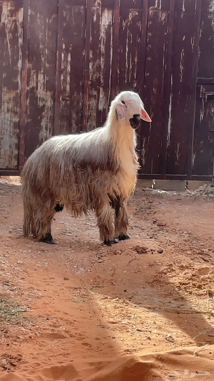 طليان نجد جذعان طيبة بالحيل 2