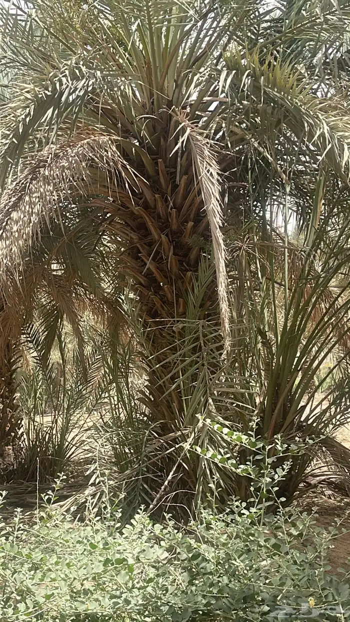 نقابل نخل للبيع 9