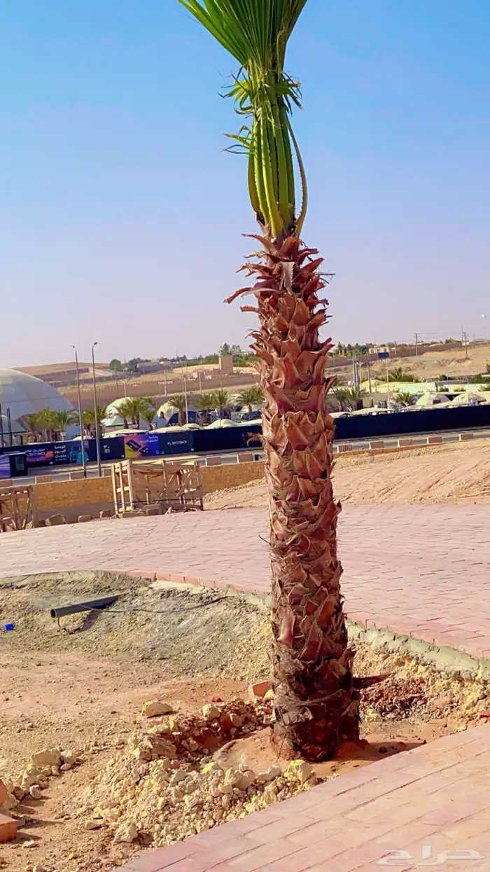 نخل واشنطونيا 0