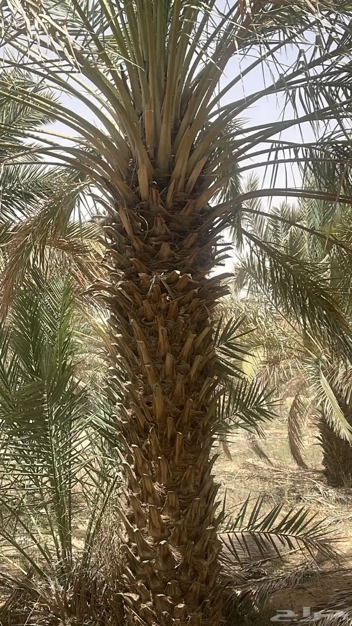 نقابل نخل للبيع 11