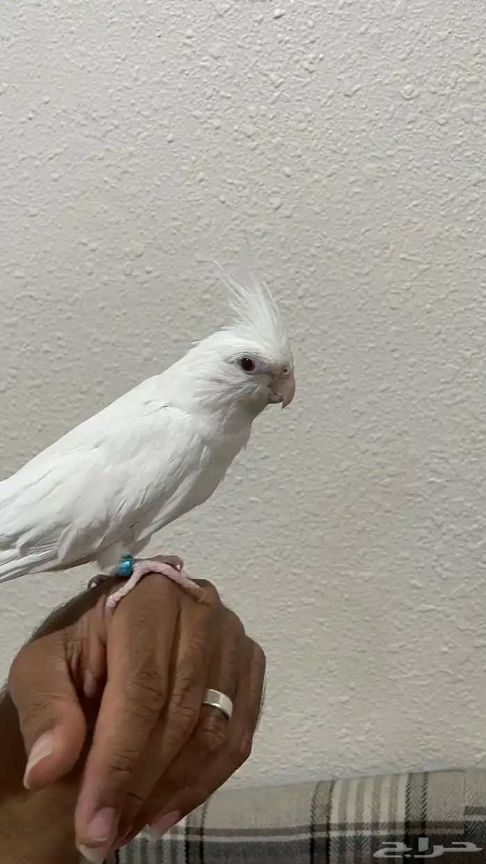 كروان اليف البينو عيون حمر 3
