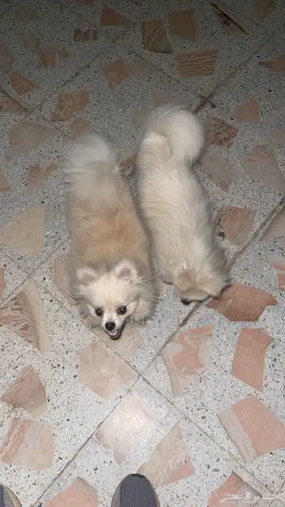 كلاب كلب بومرينيان كلاب صغيره 2